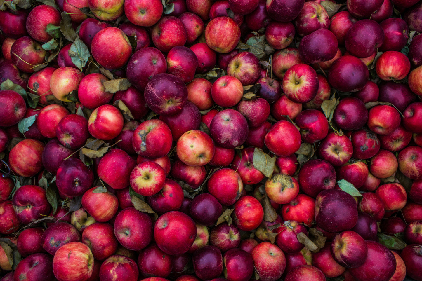 Swiss Apple Stem Cell Facial